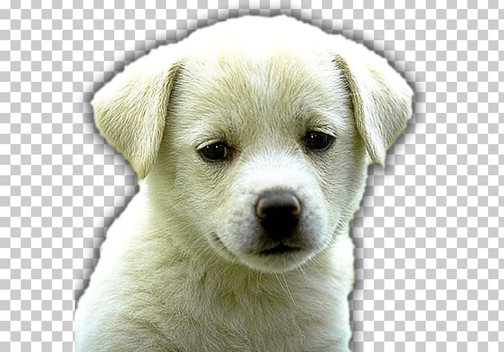 Puppy Labrador Retriever Golden Retriever Rottweiler Dalmatian Dog PNG, Clipart, Animal, Animals, Boo, Breed, Carnivoran Free PNG Download