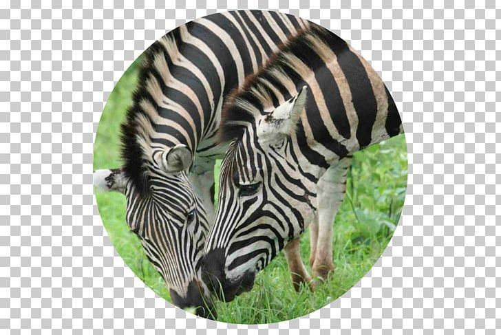 Quagga Fauna Grassland Zebra Wildlife PNG, Clipart, Africa, African Fashion, Animal, Closeup, Fauna Free PNG Download