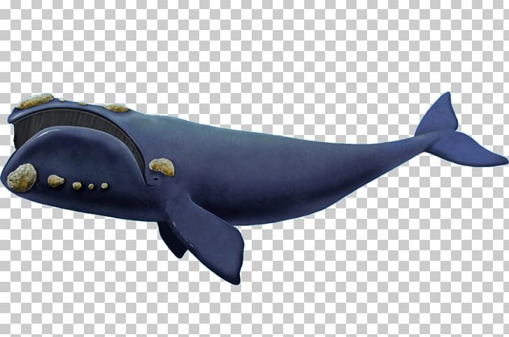 Gansbaai Southern Right Whale Shark Cetaceans Humpback Whale PNG, Clipart, Common Bottlenose Dolphin, Dolphin, Electric Blue, Fin, Fish Free PNG Download