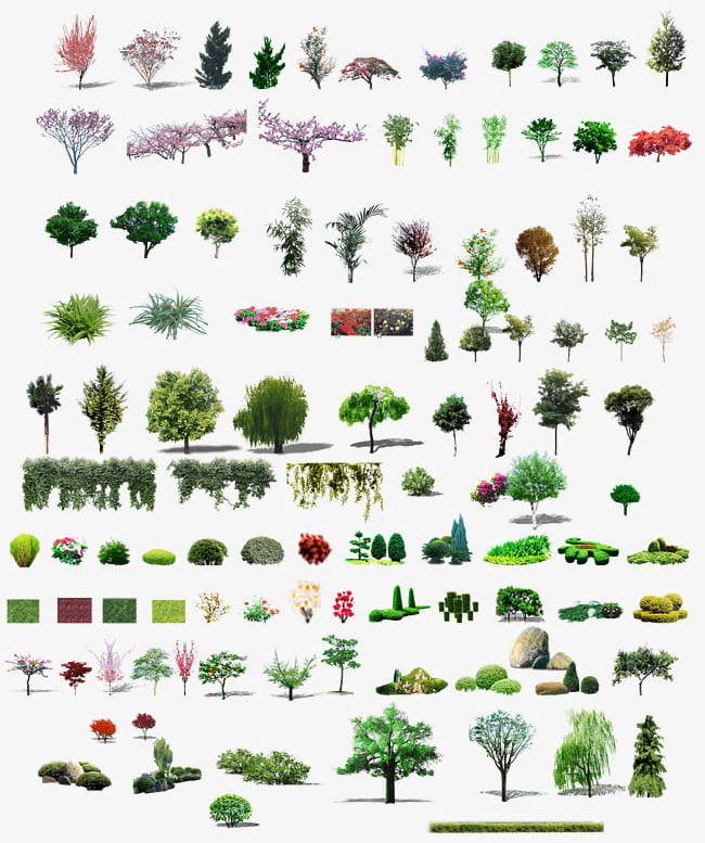 Plant PNG, Clipart, Backgrounds, Botany, Collection, Computer Graphic, Decoration Free PNG Download