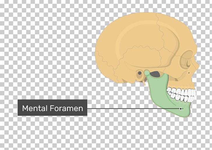 Skull Mental Foramen Coronoid Process Of The Mandible PNG, Clipart ...