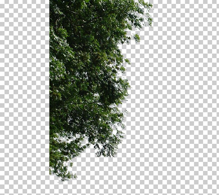 Tree Branch PNG, Clipart, Architectural Engineering, Architecture, Art, Birch, Branch Free PNG Download