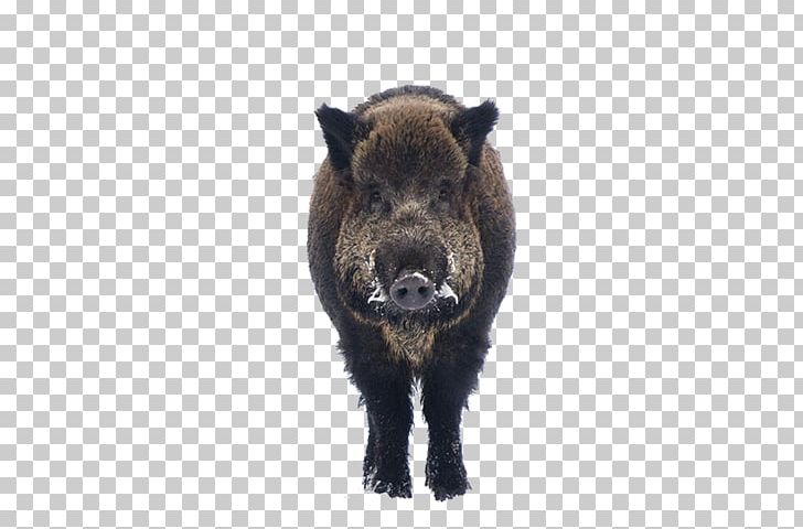 Animal Gratis Euclidean PNG, Clipart, Anima, Animals, Boar, Cattle Like Mammal, Computer Icons Free PNG Download