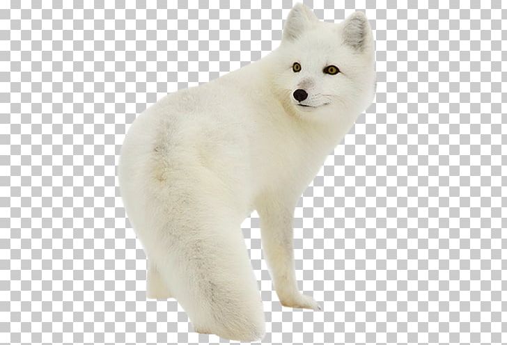 Arctic Fox Silver Fox Rabbit Polar Bear PNG, Clipart, Angry Wolf Face, Animal, Animals, Arctic, Arctic Fox Free PNG Download