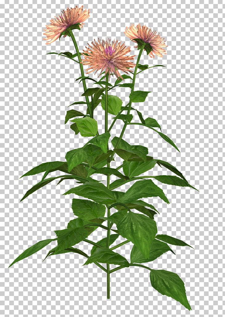 Dahlia Flower PNG, Clipart, Art, Blog, Coneflower, Cut Flowers, Dahlia Free PNG Download