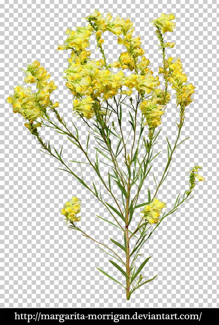 Flower Plant Yellow PNG, Clipart, Brassica Rapa, Bud, Common Daisy, Fennel, Flora Free PNG Download