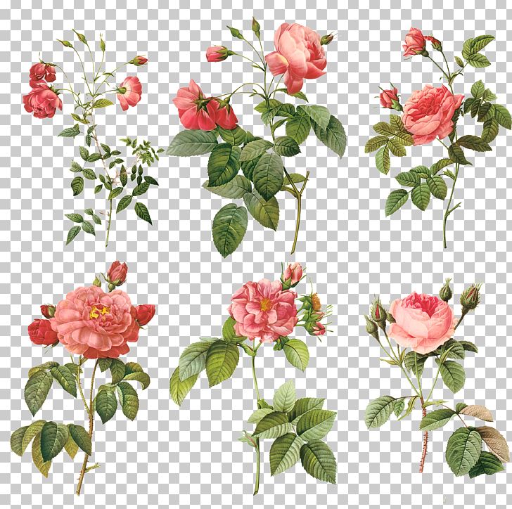 Pierre-Joseph Redouté (1759-1840) Redouté's Roses Painting Illustration PNG, Clipart, Botanica, Cut Flowers, Decorative Patterns, Floristry, Flower Free PNG Download