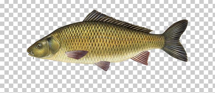 Rudd Carp Koi Flower Horn Freshwater Fish PNG, Clipart, Asian Arowana ...