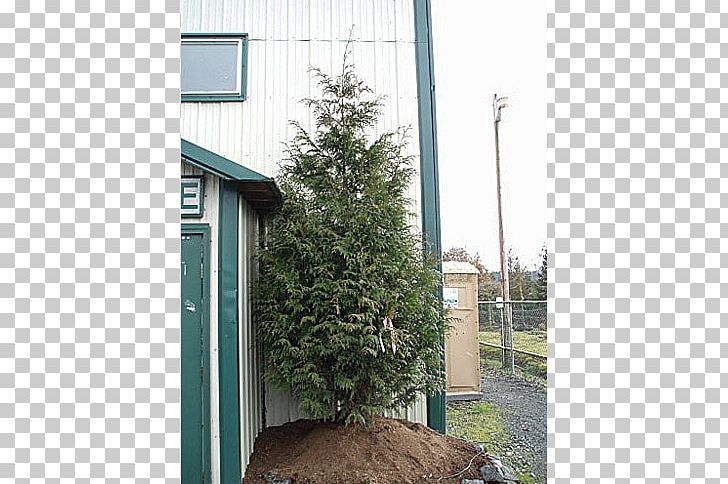 Tree Leyland Cypress Arborvitae Shed Property PNG, Clipart, Arborvitae, Cottage, Cupressus, Facade, Grass Free PNG Download