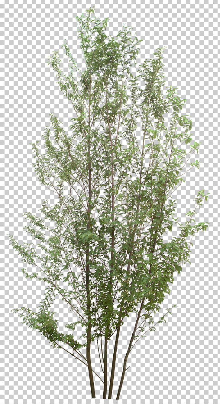 Twig Tree PNG, Clipart, Adobe Fireworks, Birch, Branch, Digital Image, Display Resolution Free PNG Download