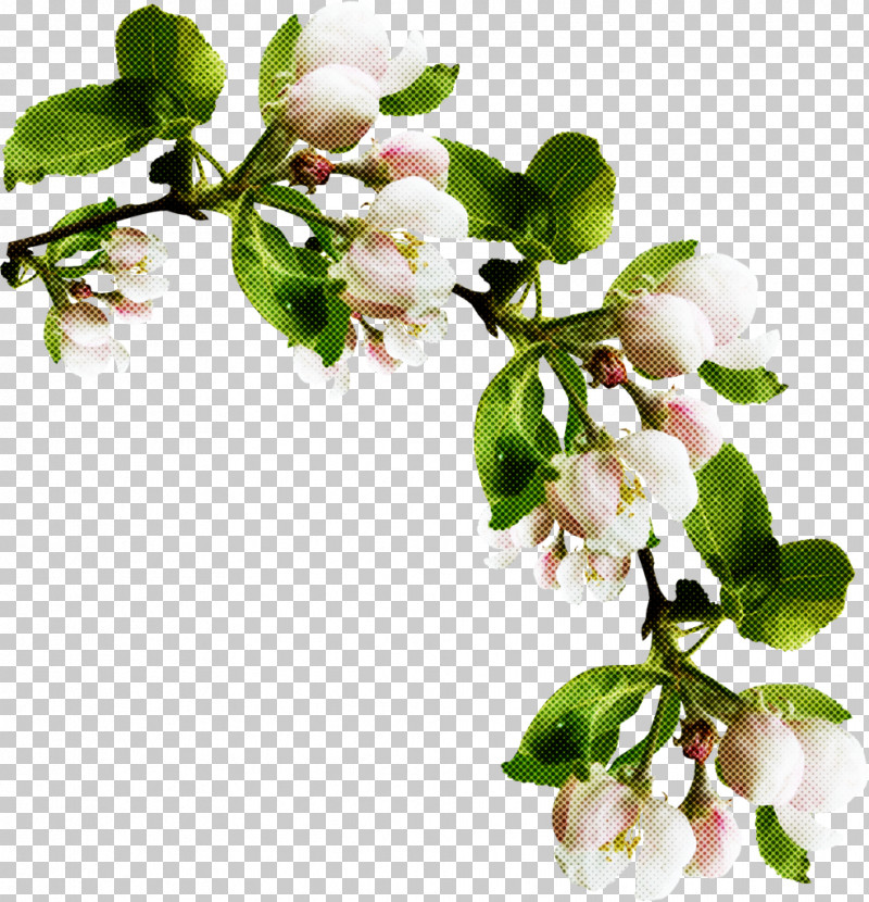 Flower Branch Plant Blossom Tree PNG, Clipart, Arctostaphylos, Blossom, Branch, Flower, Malus Free PNG Download