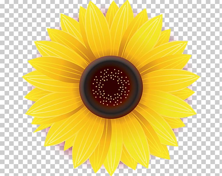 Common Sunflower Daisy Family Yellow Stock Photography PNG, Clipart, Argyranthemum, Car Phone, Chrysanthemum, Closeup, Common Daisy Free PNG Download