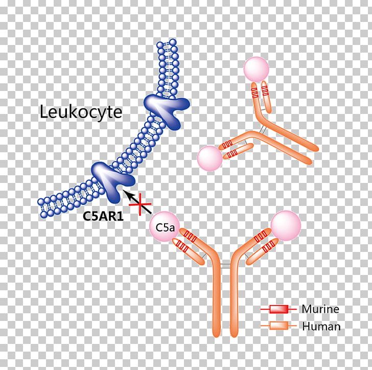 Erenumab Pharmaceutical Drug Trastuzumab Emtansine PNG, Clipart, Angle, Bcell Chronic Lymphocytic Leukemia, Body Jewelry, Cancer, Diagram Free PNG Download