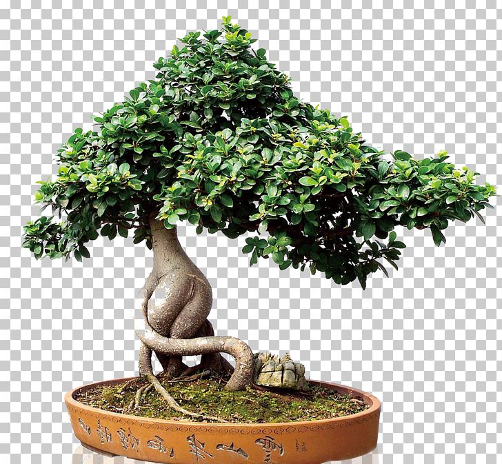Sageretia Theezans Houseplant Flowerpot PNG, Clipart, Art, Bonsai, Carving, Flower, Flower Pot Free PNG Download
