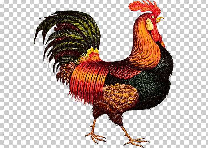 Shamo Chickens Asil Chicken Rooster Hen Painting PNG, Clipart, Art, Artist, Beak, Bird, Blanket Free PNG Download