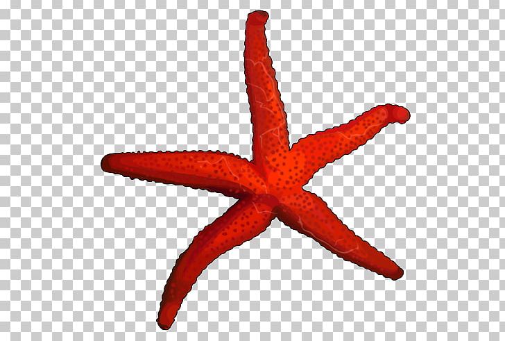 Starfish Marine Invertebrates Echinoderm PNG, Clipart, Animal, Animals, Caricature, Christmas Hd, Color Free PNG Download