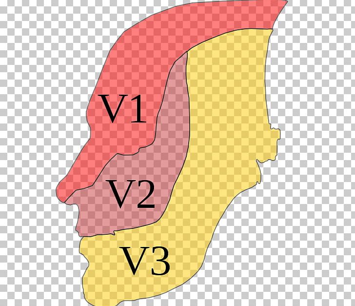 Trigeminal Nerve Dermatome Trigeminal Neuralgia Ophthalmic Nerve PNG, Clipart, Angle, Area, Art, Brain, Cartoon Free PNG Download