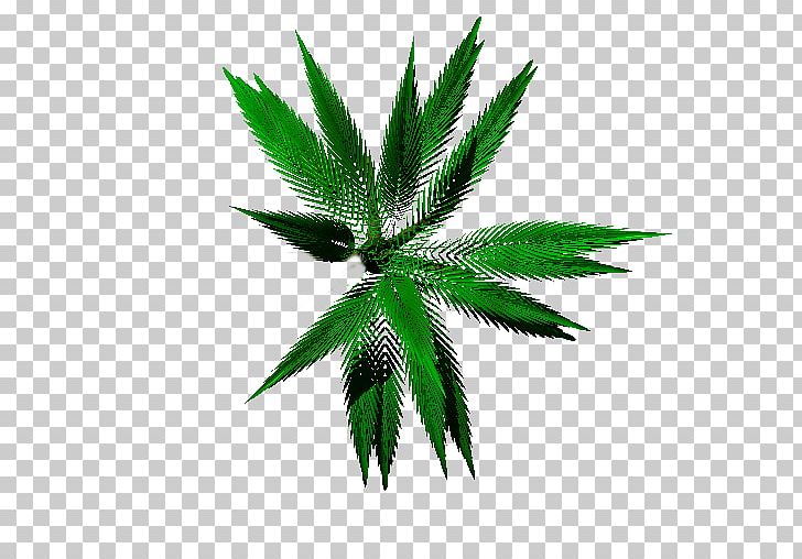 Cannabis Hemp Tree Leaf PNG, Clipart, Cannabis, Hemp, Hemp Family, Leaf, Nature Free PNG Download