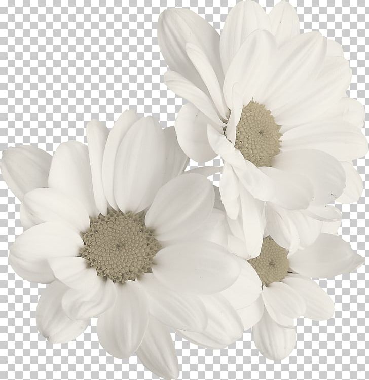 Chamomile Common Daisy PNG, Clipart, Black And White, Chamomile, Chrysanths, Color, Common Daisy Free PNG Download
