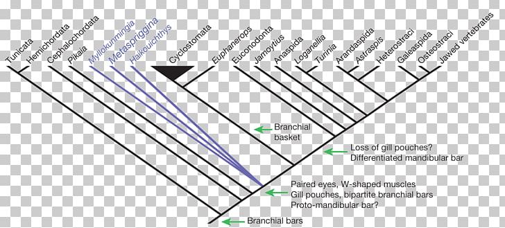 Cladogram Cladistics Basal Haikouichthys Metaspriggina PNG, Clipart, Angle, Animals, Area, Basal, Biology Free PNG Download