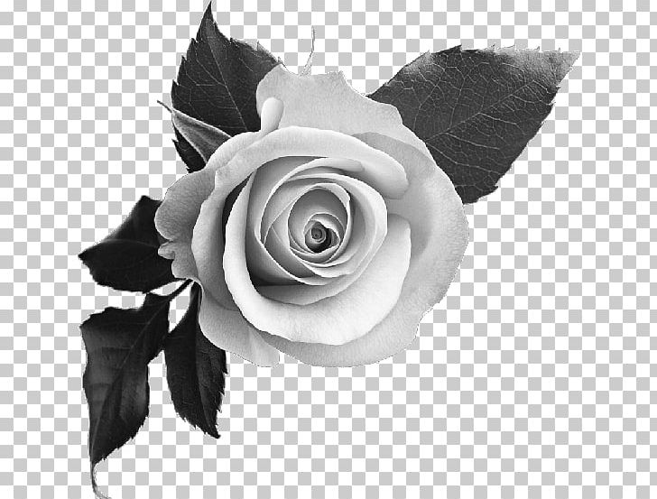 Rose Desktop PNG, Clipart, Black, Cut Flowers, Desktop Wallpaper, Display Resolution, Download Free PNG Download