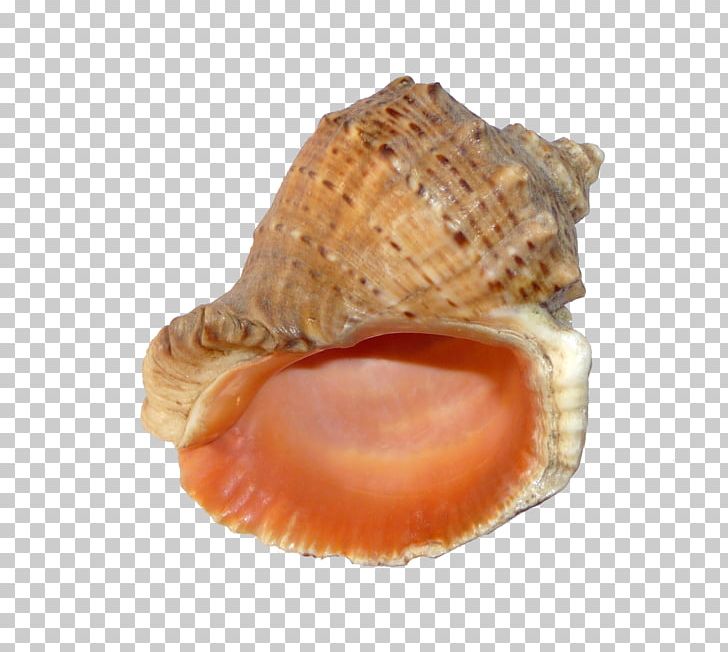 Black Sea Veined Rapa Whelk Seashell Mollusc Shell Gastropods PNG, Clipart, Animals, Black Sea, Caracol, Clam, Clams Oysters Mussels And Scallops Free PNG Download