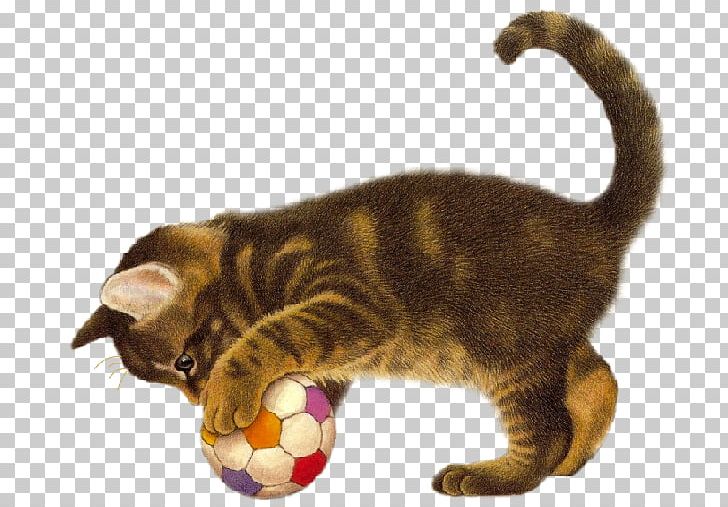 Cat Kitten Dog Animal PNG, Clipart, American Wirehair, Animal, Animals, Asian, Black Cat Free PNG Download