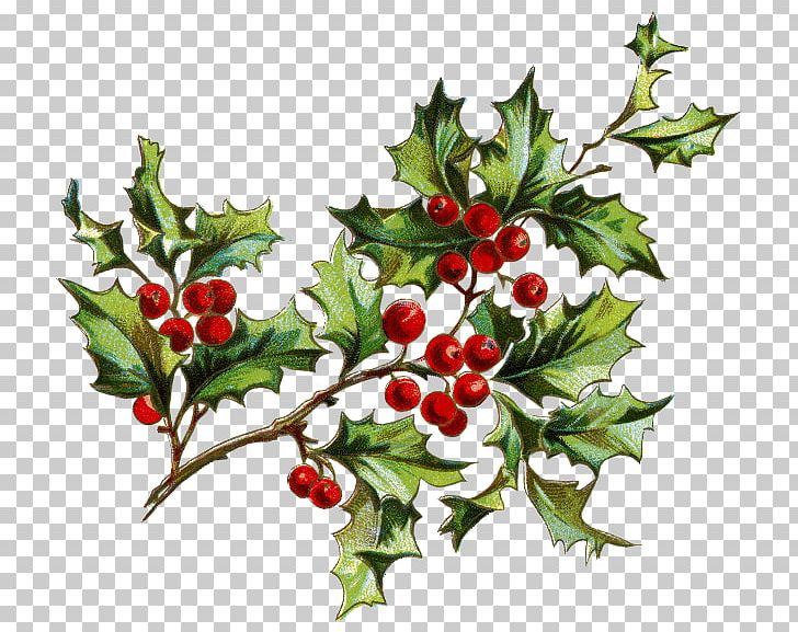 Flower Christmas Berry PNG, Clipart, Aquifoliaceae, Aquifoliales, Berry, Branch, Christmas Free PNG Download