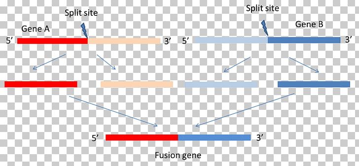 Fusion Gene Gene Expression Chimeric Gene Cancer PNG, Clipart, Angle, Area, Blue, Cancer, Cancer Cell Free PNG Download