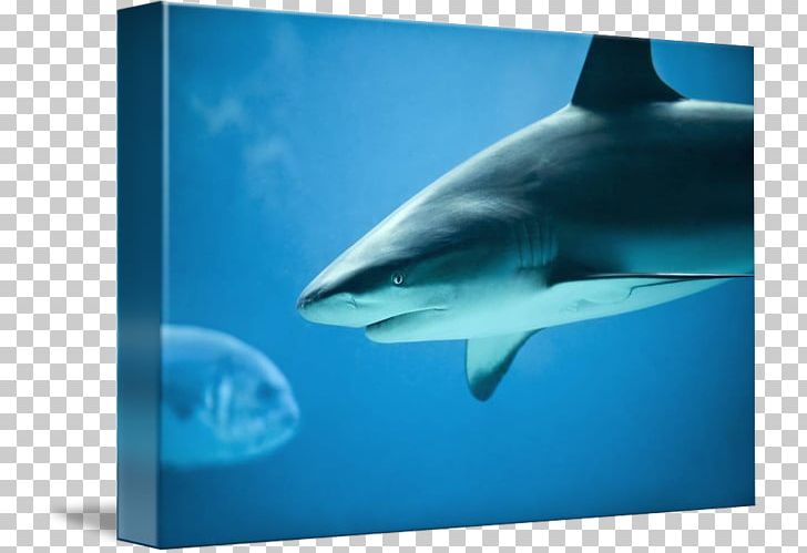 Great White Shark Tiger Shark Requiem Sharks PNG, Clipart, Aqua, Biology, Carcharhiniformes, Carcharodon, Cartilaginous Fish Free PNG Download