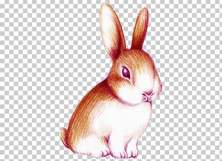 Rabbit Watercolor Painting PNG, Clipart, Animal, Animals, Computer Graphics, Creative, Creative Cute Free PNG Download