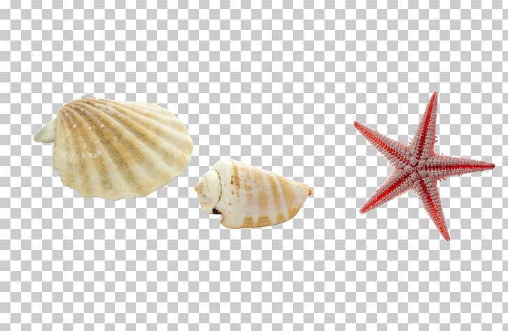 Sea Snail Conch Starfish Seashell PNG, Clipart, Animals, Beautiful Starfish, Cartoon Starfish, Conch, Conchology Free PNG Download