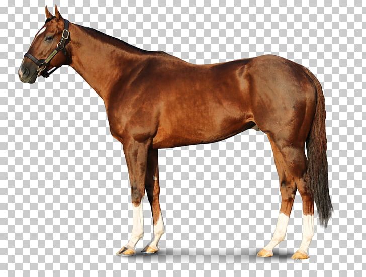 Thoroughbred Stallion WinStar Farm Foal Darby Dan Farm PNG, Clipart, Bridle, Colt, Darley Stud, Equestrian, Foal Free PNG Download