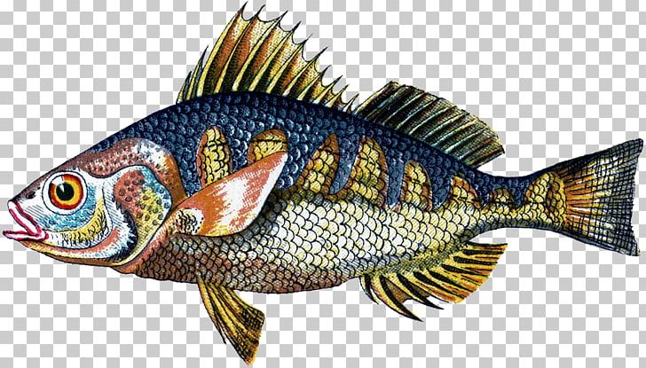 Bony Fishes Tilapia Perch Seafood PNG, Clipart, Animal, Animals, Bony Fish, Bony Fishes, Common Rudd Free PNG Download