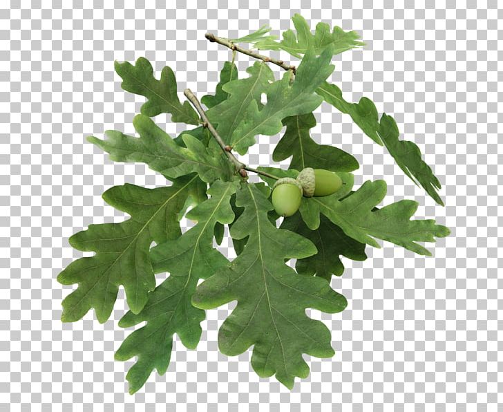 Branch English Oak Leaf Twig Tree PNG, Clipart, Botany, Branch, English Oak, European, Evergreen Free PNG Download