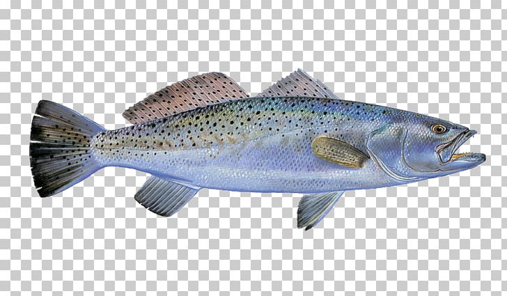 Coho Salmon Trout Fish Products Cod Fishing PNG, Clipart, Barramundi, Bass, Bonito, Bony Fish, Cod Free PNG Download