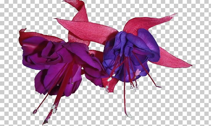 Fuchsia Flower Purple PNG, Clipart, 3d Computer Graphics, Archives, Blue, Cut Flowers, Evening Primrose Family Free PNG Download
