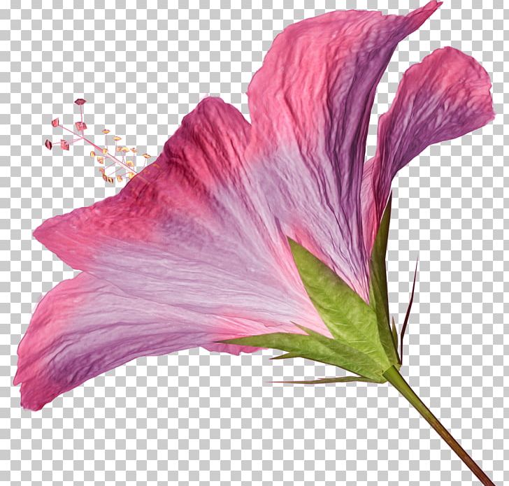 Hibiscus Computer Icons Pink Flowers PNG, Clipart, Blog, Collage, Computer Icons, Flower, Flowering Plant Free PNG Download