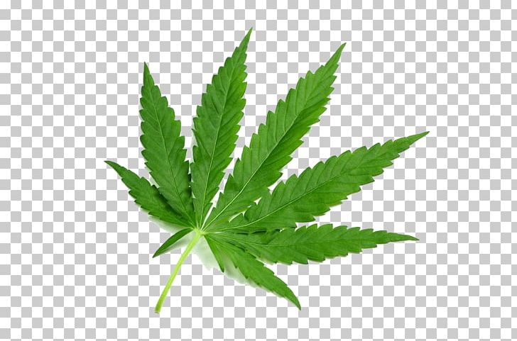 Mitragyna Speciosa Cannabis Drug Tetrahydrocannabinol Dose PNG, Clipart, Addiction, Autumn Leaf, Cannabis, Cannabis Leaves, Cannabis Plants Free PNG Download