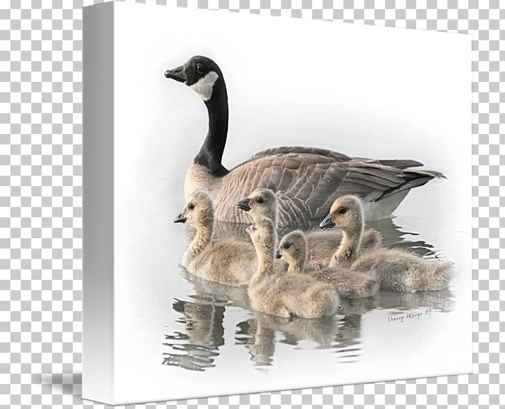 Canada Goose Bird Duck PNG, Clipart, Anatidae, Animals, Bald Eagle, Beak, Bird Free PNG Download