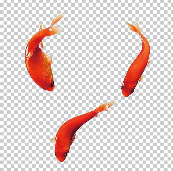Carassius Auratus Fish PNG, Clipart, Aquarium, Flat, Frame Free Vector, Free Logo Design Template, Free Pull Free PNG Download
