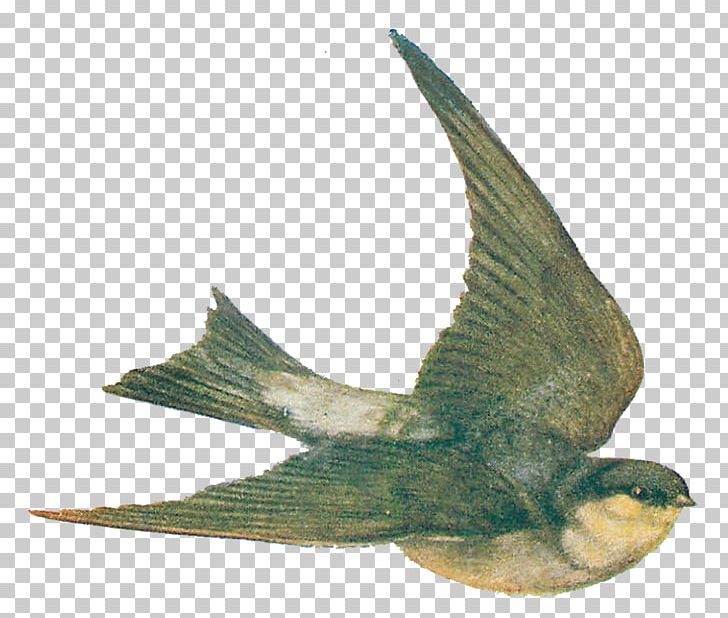 Swallow Bird Drawing PNG, Clipart, Animal, Animals, Art, Beak, Bird Free PNG Download