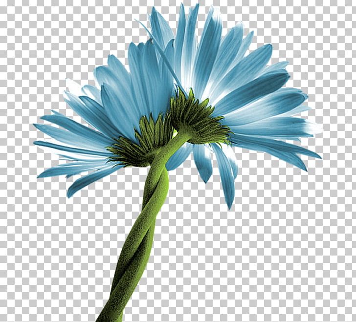 Common Daisy Oxeye Daisy Transvaal Daisy Flower Chamomile PNG, Clipart, Annual Plant, Aster, Blue, Chamomile, Chicory Free PNG Download