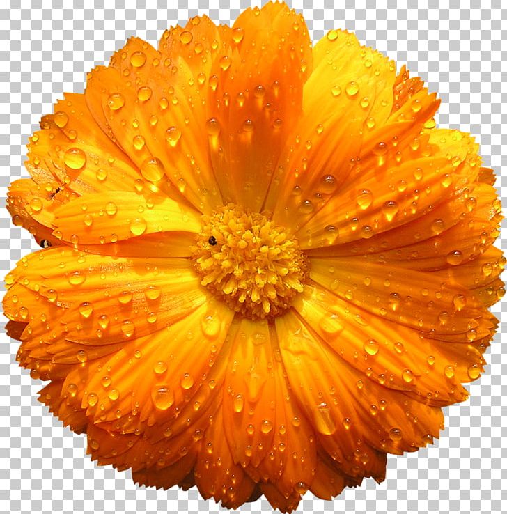 Flower Inflorescence Transvaal Daisy Tulip Westouter PNG, Clipart, Calendula, Camomile, Color, Common Sunflower, Cut Flowers Free PNG Download