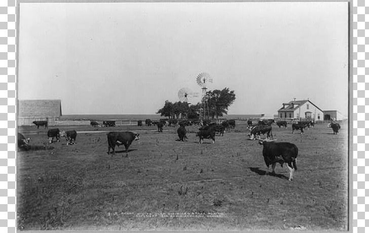 JA Ranch Hereford Cattle Texas Panhandle Farm PNG, Clipart, Black And White, Car, Cattle, Cattle Like Mammal, Cowboy Free PNG Download