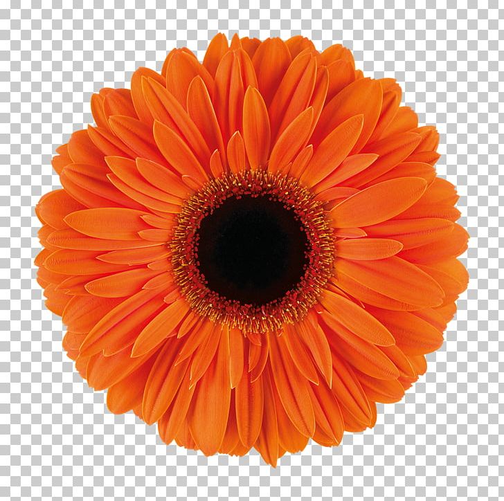 Paper Orange S.A. Adhesive Tape Masking Tape Plastic PNG, Clipart, Adhesive, Adhesive Tape, Cut Flowers, Daisy Family, Flower Free PNG Download