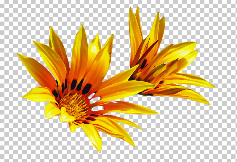Sunflower PNG, Clipart, Closeup, Flower, Gazania, Gerbera, Petal Free PNG Download