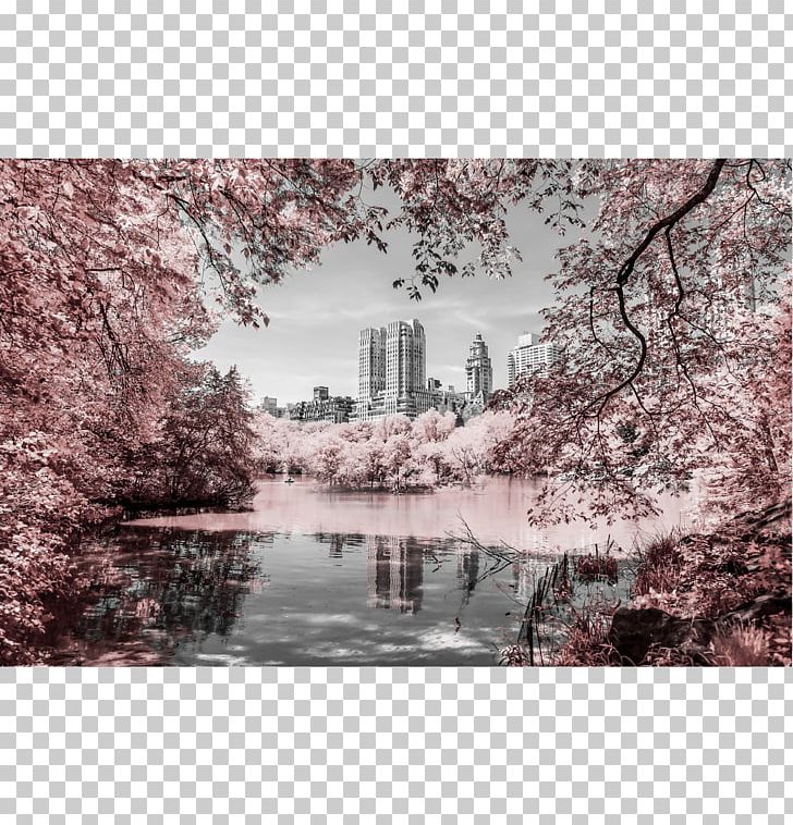 Central Park Stock Photography Photographer PNG, Clipart, Blossom, Branch, Central Park, Cherry Blossom, Film Free PNG Download