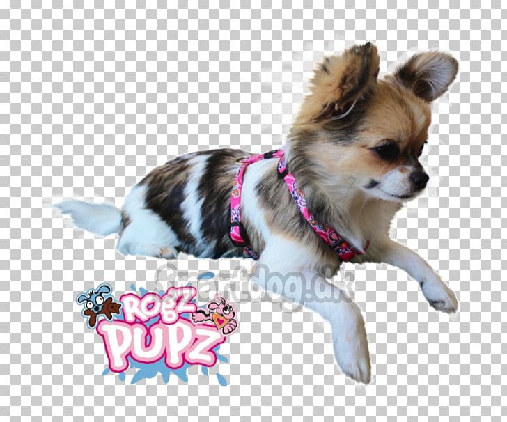 Chihuahua Puppy Dog Breed Companion Dog Toy Dog PNG, Clipart, Animals, Breed, Breed Group Dog, Carnivoran, Chihuahua Free PNG Download
