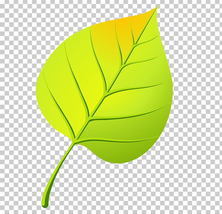 Leaf Drawing Осенние листья PNG, Clipart, Birch, Coloring Book, Drawing, Green, Leaf Free PNG Download